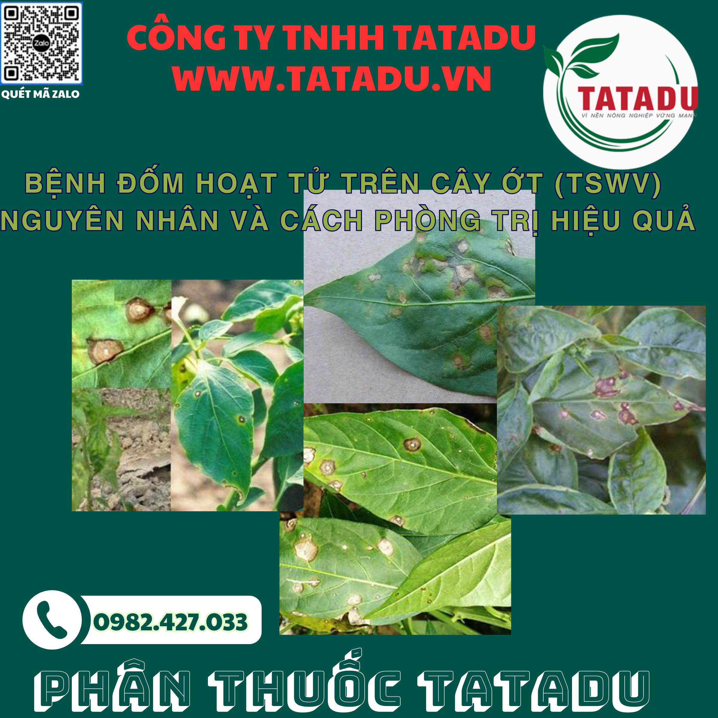 BENH DOM HOAT TU TREN CAY OT TSWV NGUYEN NHAN VA CACH PHONG TRI HIEU QUA