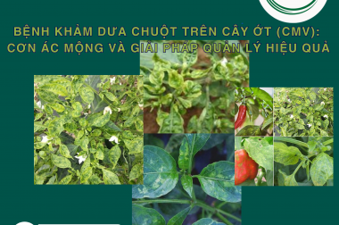 BỆNH KHẢM DƯA CHUỘT TRÊN CÂY ỚT (CMV): CƠN ÁC MỘNG VÀ GIẢI PHÁP QUẢN LÝ HIỆU QUẢ