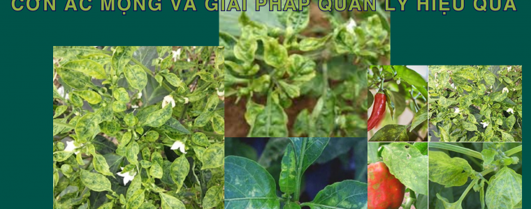 BENH KHAM DUA CHUOT TREN CAY OT CMV CON AC MONG VA GIAI PHAP QUAN LY HIEU QUA