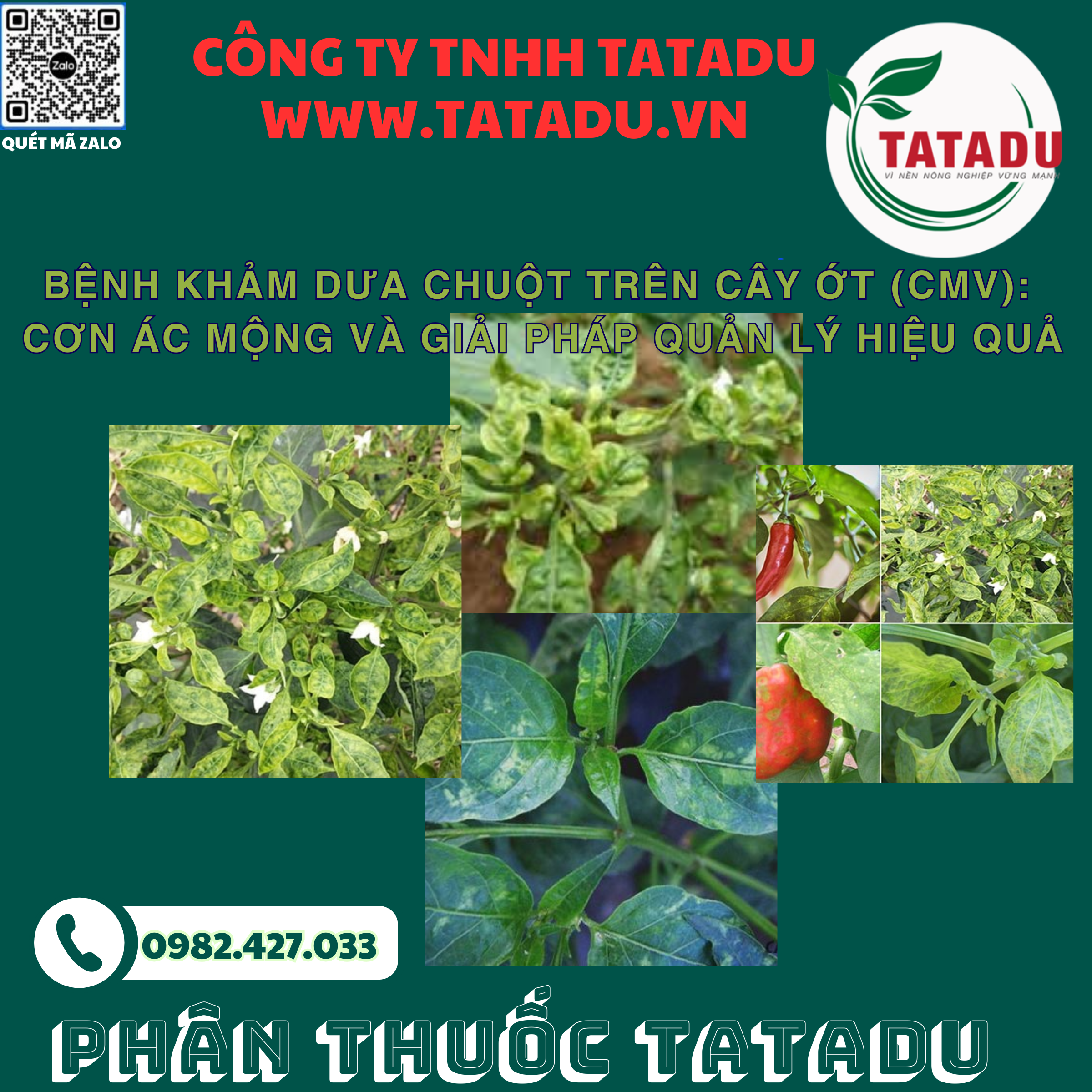 BENH KHAM DUA CHUOT TREN CAY OT CMV CON AC MONG VA GIAI PHAP QUAN LY HIEU QUA