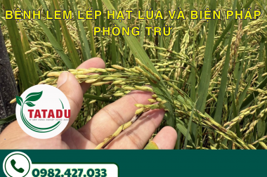 BỆNH LEM LÉP HẠT LÚA VÀ BIỆN PHÁP PHÒNG TRỪ