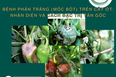 BỆNH PHẤN TRẮNG (MỐC BỘT) TRÊN CÂY ỚT: NHẬN DIỆN VÀ CÁCH ĐẶC TRỊ TẬN GỐC