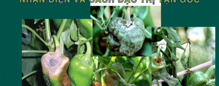 BENH PHAN TRANG MOC BOT TREN CAY OT NHAN DIEN VA CACH DAC TRI TAN GOC