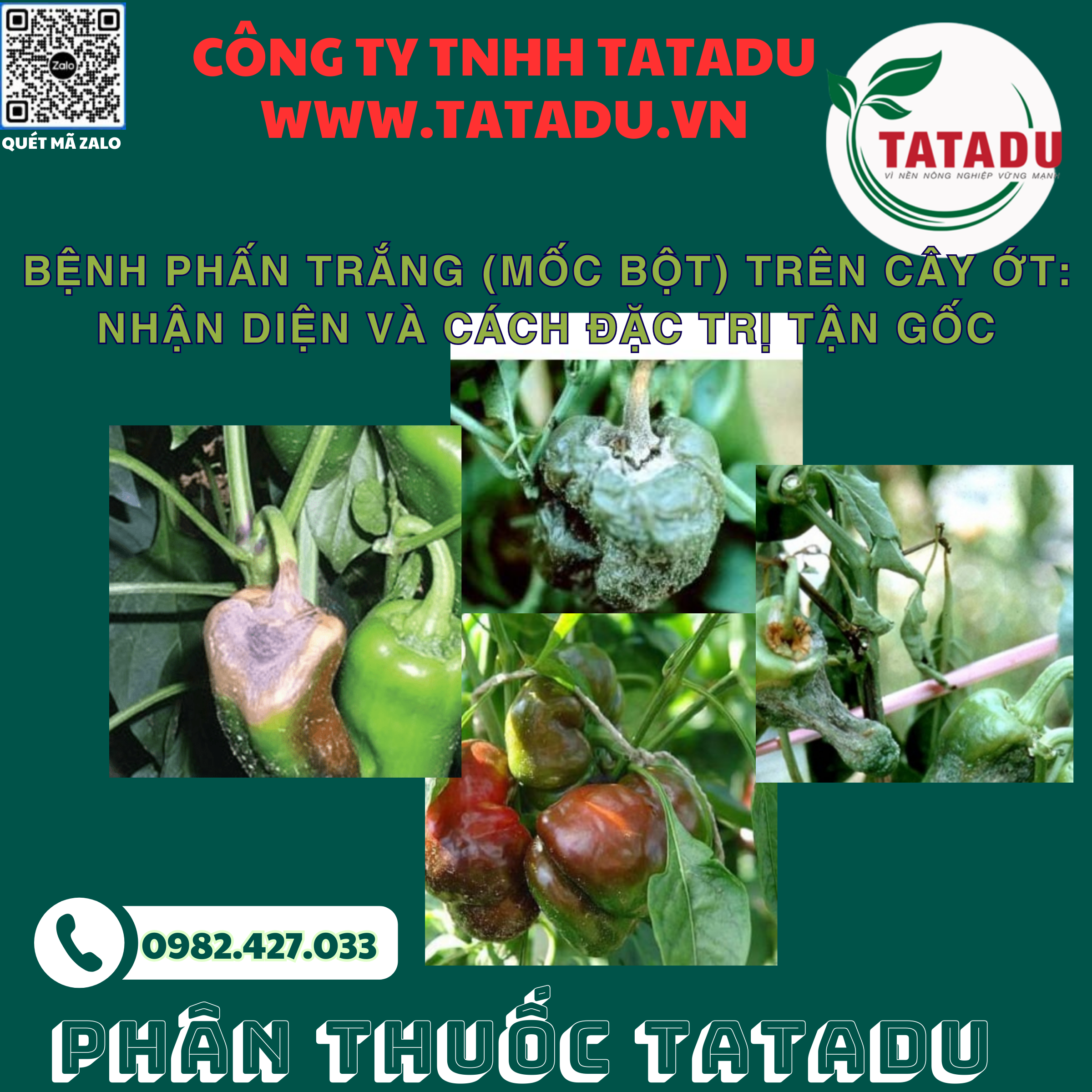 BENH PHAN TRANG MOC BOT TREN CAY OT NHAN DIEN VA CACH DAC TRI TAN GOC