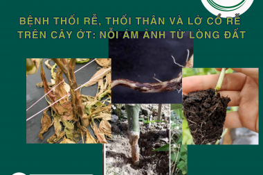 BỆNH THỐI RỄ, THỐI THÂN VÀ LỞ CỔ RỄ TRÊN CÂY ỚT: NỖI ÁM ẢNH TỪ LÒNG ĐẤT