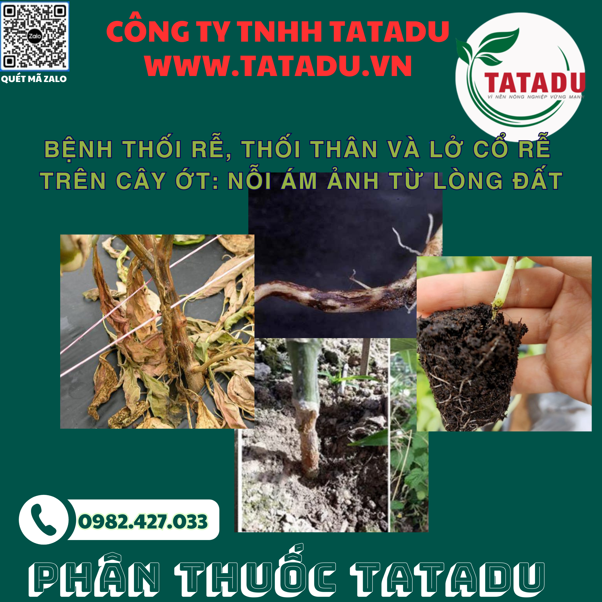 BENH THOI RE THOI THAN VA LO CO RE TREN CAY OT NOI AM ANH TU LONG DAT
