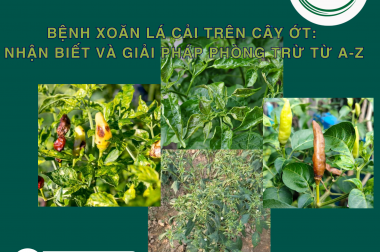 BỆNH XOĂN LÁ CẢI TRÊN CÂY ỚT: NHẬN BIẾT VÀ GIẢI PHÁP PHÒNG TRỪ TỪ A-Z