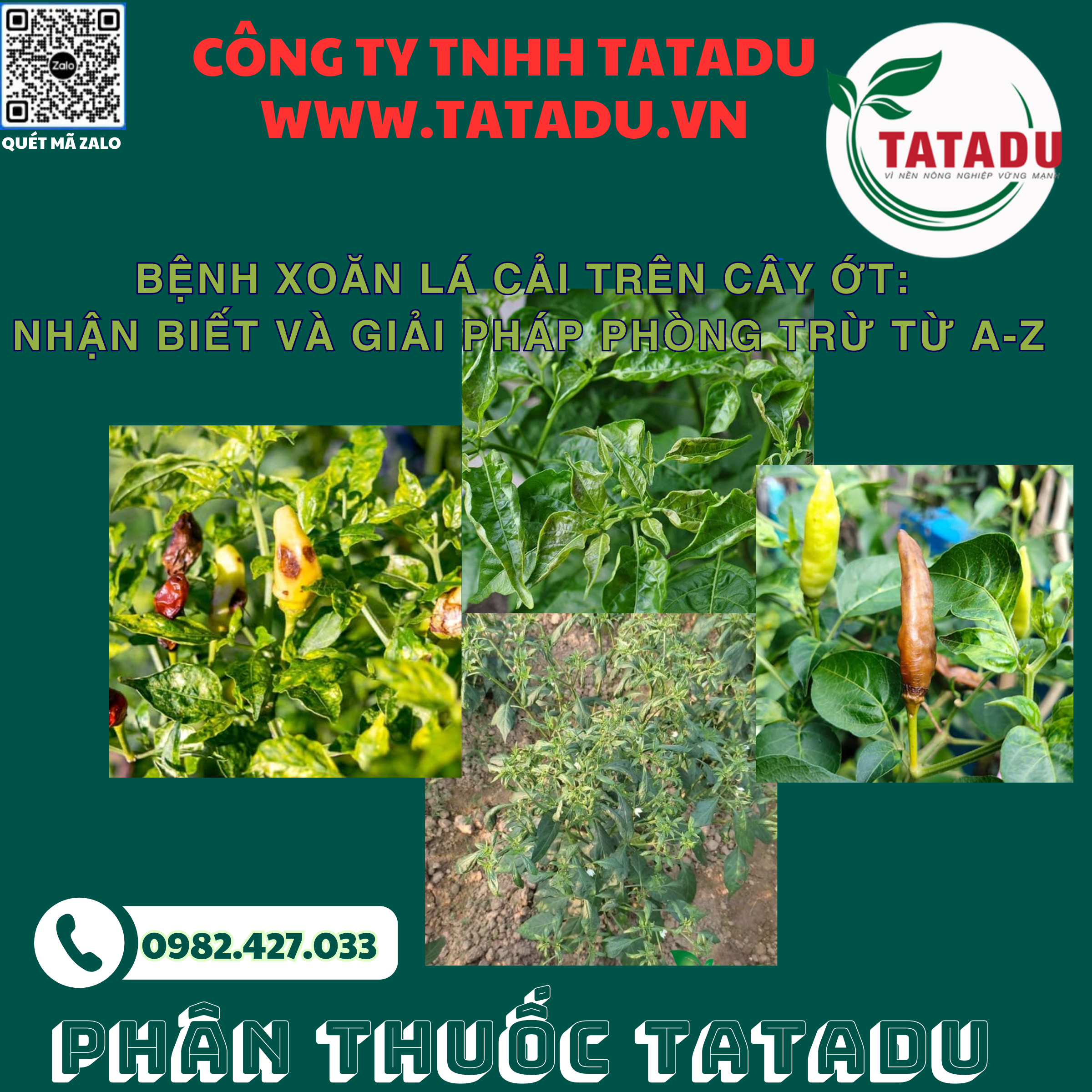 BENH XOAN LA CAI TREN CAY OT NHAN BIET VA GIAI PHAP PHONG TRU TU A Z