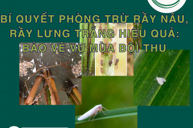 BÍ QUYẾT PHÒNG TRỪ RẦY NÂU, RẦY LƯNG TRẮNG HIỆU QUẢ: BẢO VỆ VỤ MÙA BỘI THU