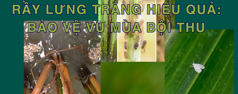 BI QUYET PHONG TRU RAY NAU RAY LUNG TRANG HIEU QUA BAO VE VU MUA BOI THU