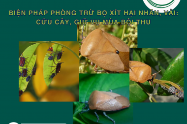 BIỆN PHÁP PHÒNG TRỪ BỌ XÍT HẠI NHÃN, VẢI: CỨU CÂY, GIỮ VỤ MÙA BỘI THU
