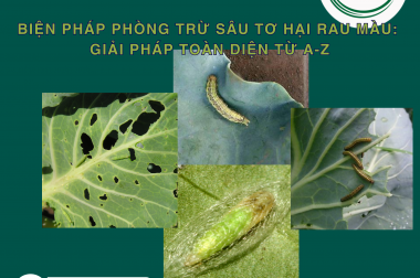 BIỆN PHÁP PHÒNG TRỪ SÂU TƠ HẠI RAU MÀU