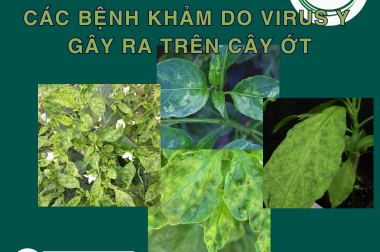 CÁC BỆNH KHẢM DO VIRUS Y GÂY RA TRÊN CÂY ỚT