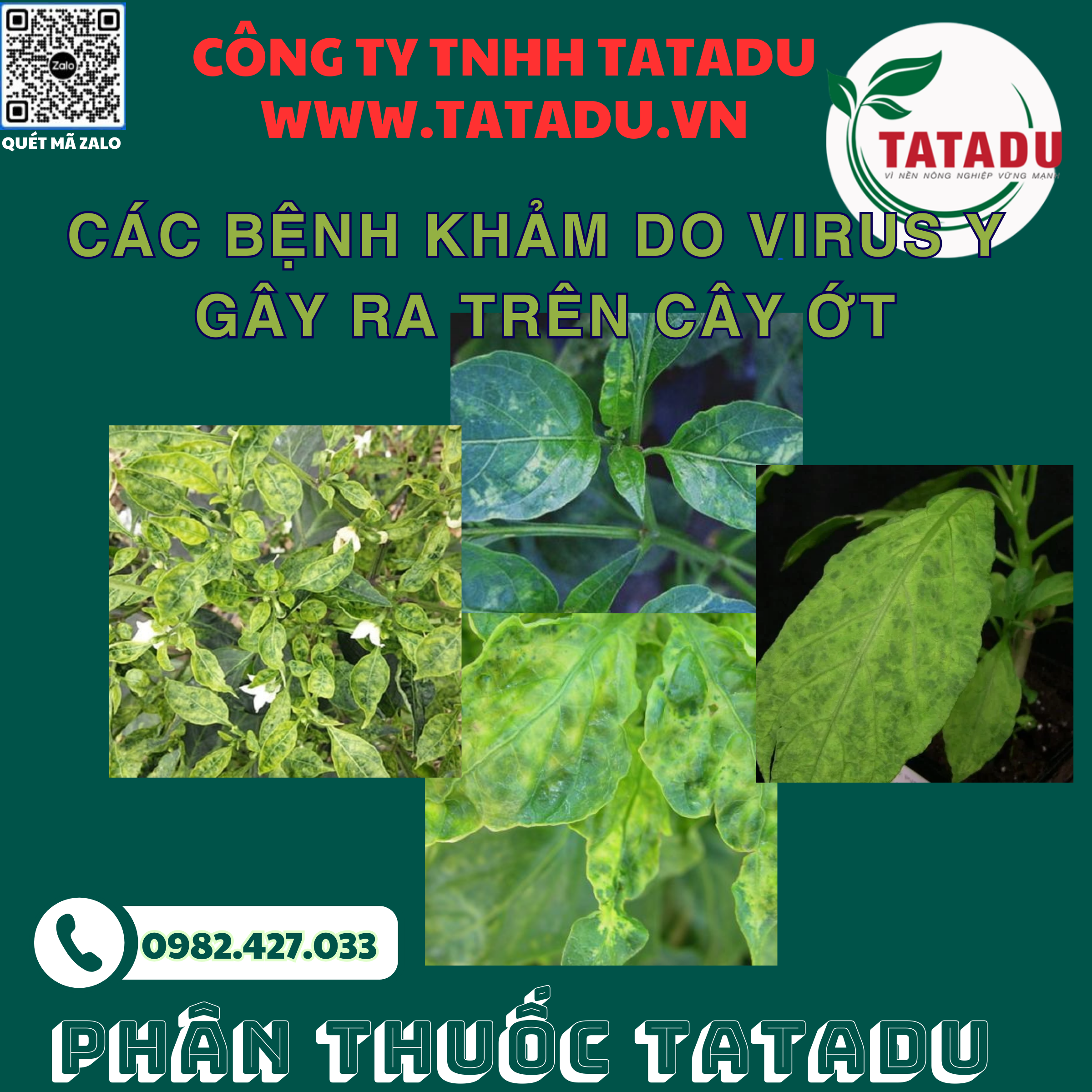 CAC BENH KHAM DO VIRUS Y GAY RA TREN CAY OT
