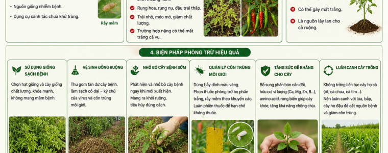 BỆNH KHẢM ĐINH LĂNG TRÊN CÂY ỚT LÀ GÌ