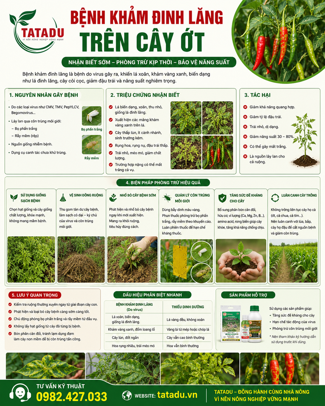 BỆNH KHẢM ĐINH LĂNG TRÊN CÂY ỚT LÀ GÌ