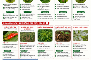 SÂU – BỆNH HẠI ỚT VÀ CÁCH PHÒNG TRỪ