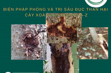 BIỆN PHÁP PHÒNG VÀ TRỊ SÂU ĐỤC THÂN HẠI CÂY XOÀI HIỆU QUẢ TỪ A-Z