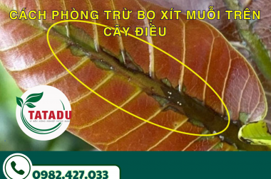 CÁCH PHÒNG TRỪ BỌ XÍT MUỖI TRÊN CÂY ĐIỀU – PREVENTION AND TREATMENT OF HELOPELTIS
