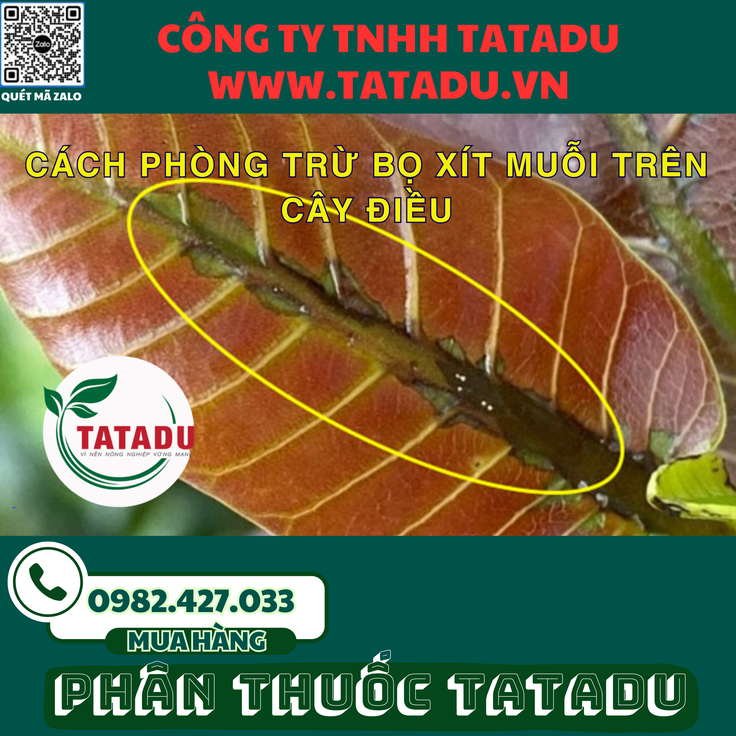 CACH PHONG TRU BO XIT MUOI TREN CAY DIEU 1