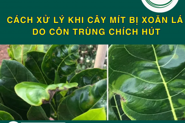 CÁCH XỬ LÝ KHI CÂY MÍT BỊ XOĂN LÁ DO CÔN TRÙNG CHÍCH HÚT
