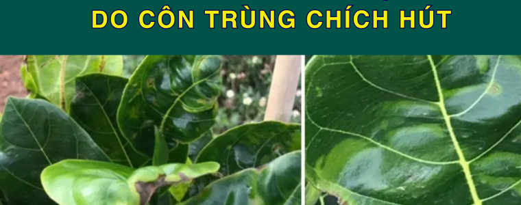 CACH XU LY KHI CAY MIT BI XOAN LA DO CON TRUNG CHICH HUT