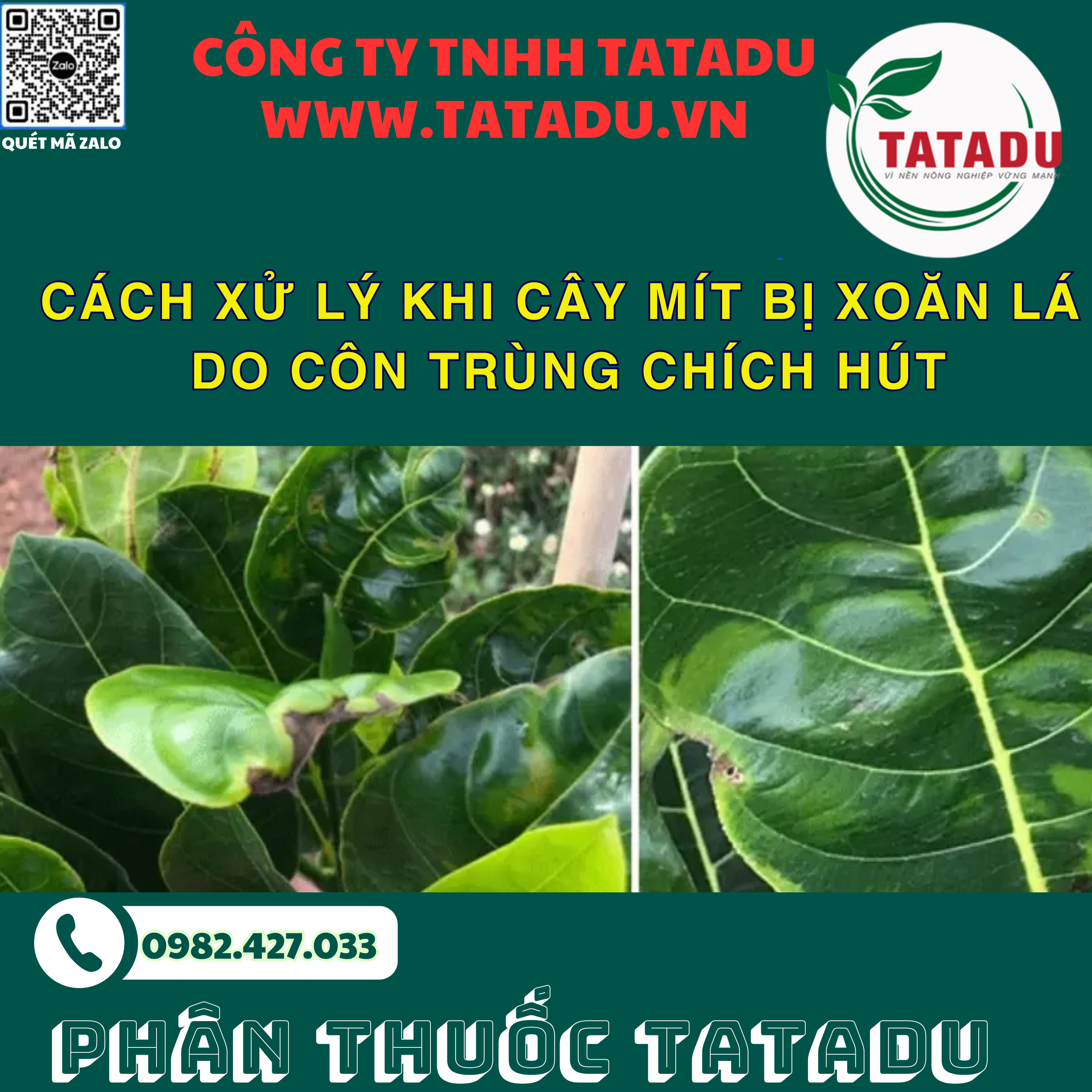 CACH XU LY KHI CAY MIT BI XOAN LA DO CON TRUNG CHICH HUT