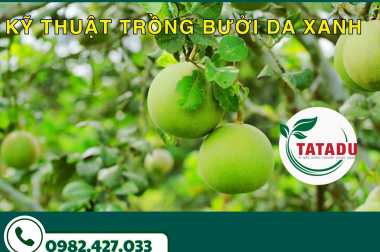 KỸ THUẬT TRỒNG BƯỞI DA XANH