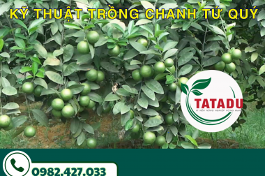 KỸ THUẬT TRỒNG CHANH TỨ QUÝ
