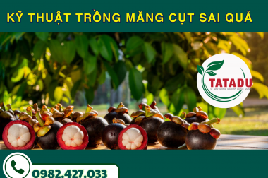 KỸ THUẬT TRỒNG MĂNG CỤT SAI QUẢ