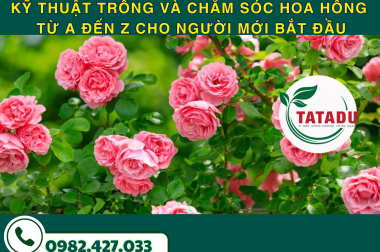 KỸ THUẬT TRỒNG VÀ CHĂM SÓC HOA HỒNG TỪ A ĐẾN Z CHO NGƯỜI MỚI BẮT ĐẦU