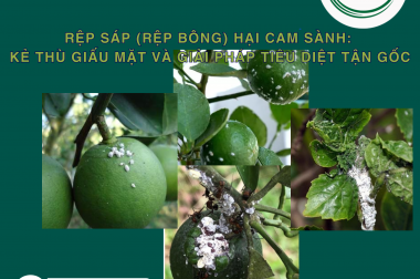 RỆP SÁP (RỆP BÔNG) HẠI CAM SÀNH: KẺ THÙ GIẤU MẶT VÀ GIẢI PHÁP TIÊU DIỆT TẬN GỐC