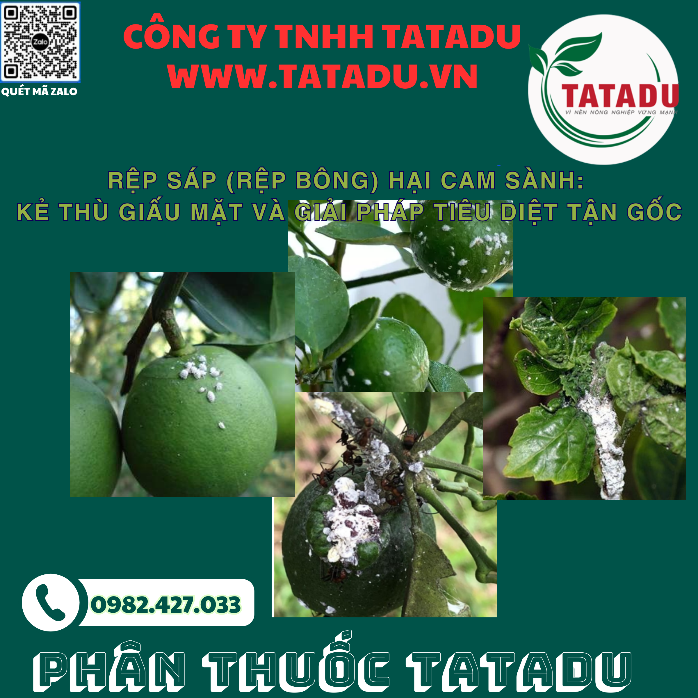 REP SAP REP BONG HAI CAM SANH KE THU GIAU MAT VA GIAI PHAP TIEU DIET TAN GOC