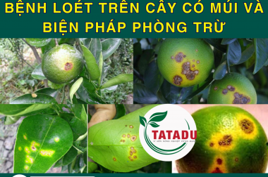 BỆNH LOÉT TRÊN CÂY CÓ MÚI VÀ BIỆN PHÁP PHÒNG TRỪ