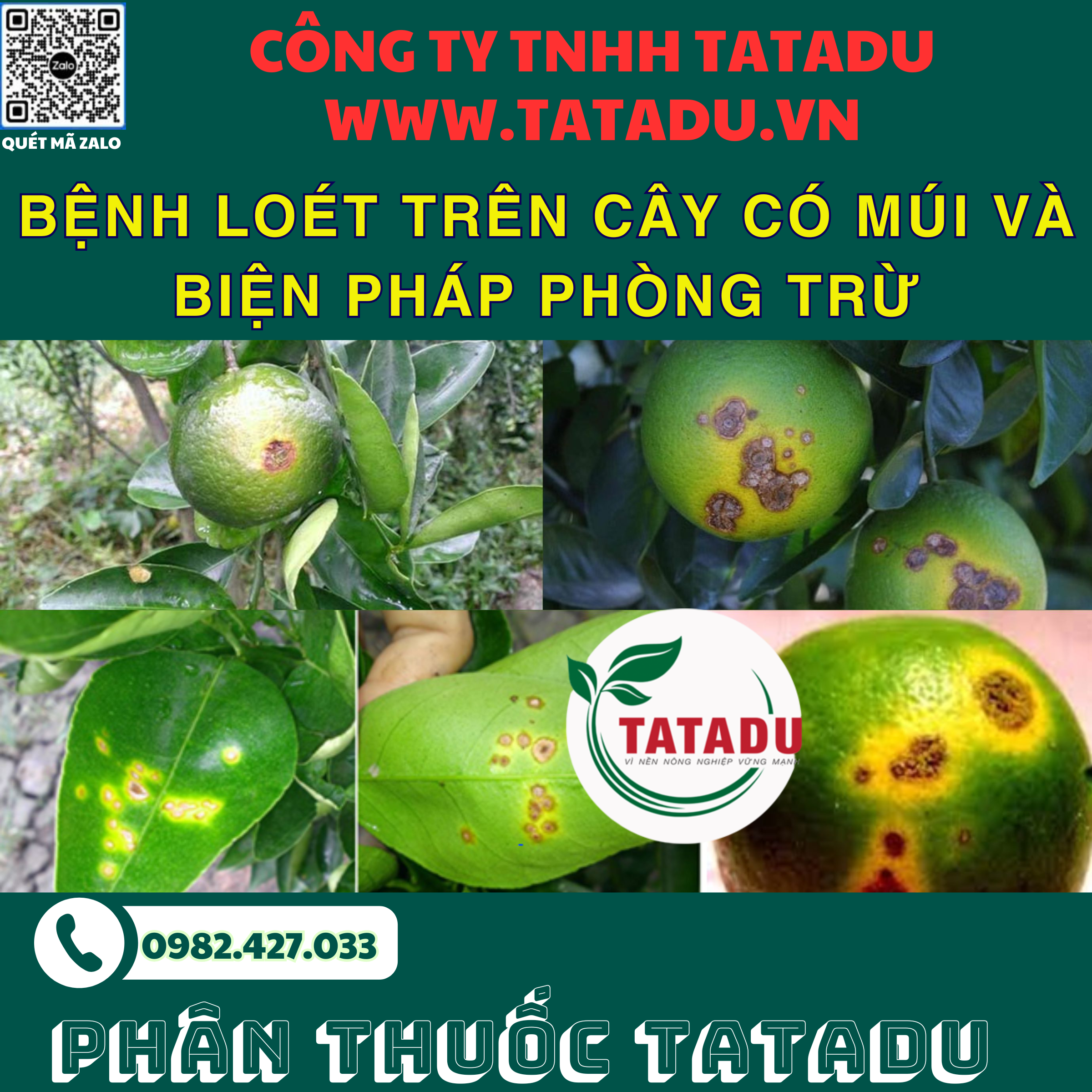 BENH LOET TREN CAY CO MUI VA BIEN PHAP PHONG TRU 1