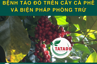 BỆNH TẢO ĐỎ TRÊN CÂY CÀ PHÊ VÀ BIỆN PHÁP PHÒNG TRỪ