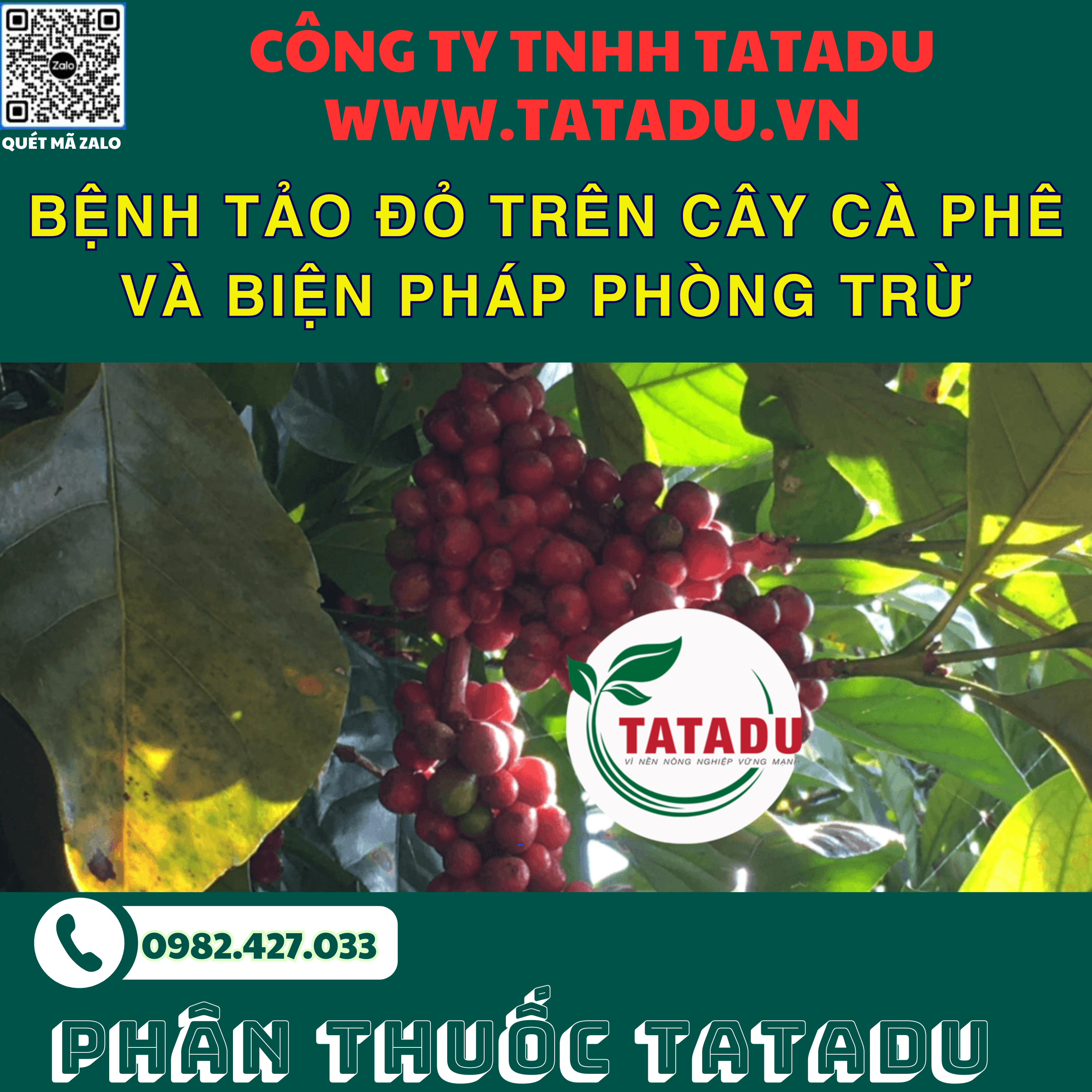 BENH TAO DO TREN CAY CA PHE VA BIEN PHAP PHONG TRU 1