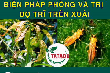 BIỆN PHÁP PHÒNG VÀ TRỊ BỌ TRĨ TRÊN XOÀI