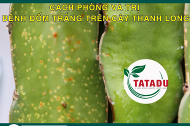 CÁCH PHÒNG VÀ TRỊ BỆNH ĐỐM TRẮNG TRÊN CÂY THANH LONG