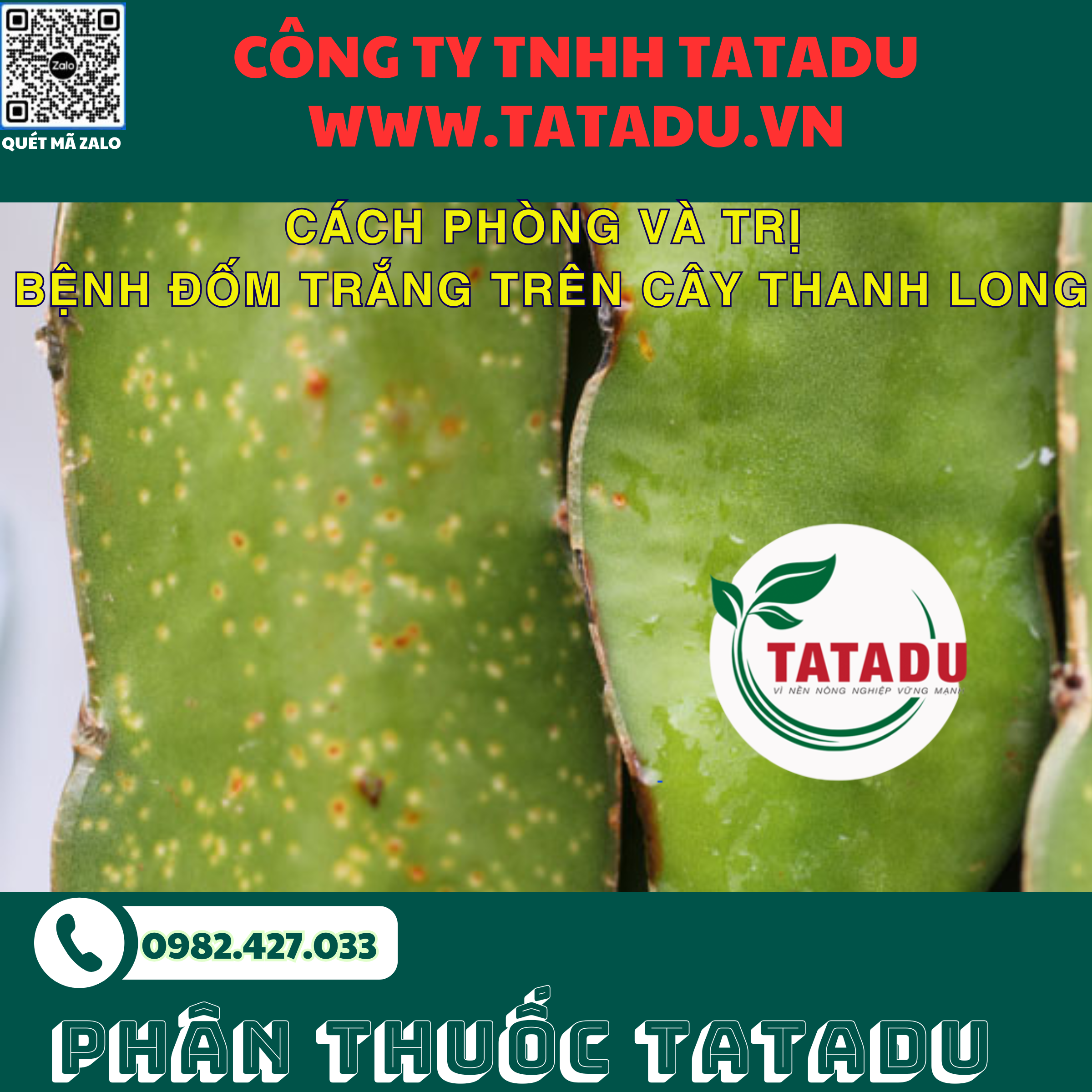 CACH PHONG VA TRI BENH DOM TRANG TREN CAY THANH LONG
