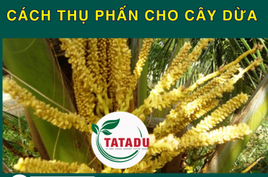 CÁCH THỤ PHẤN CHO CÂY DỪA