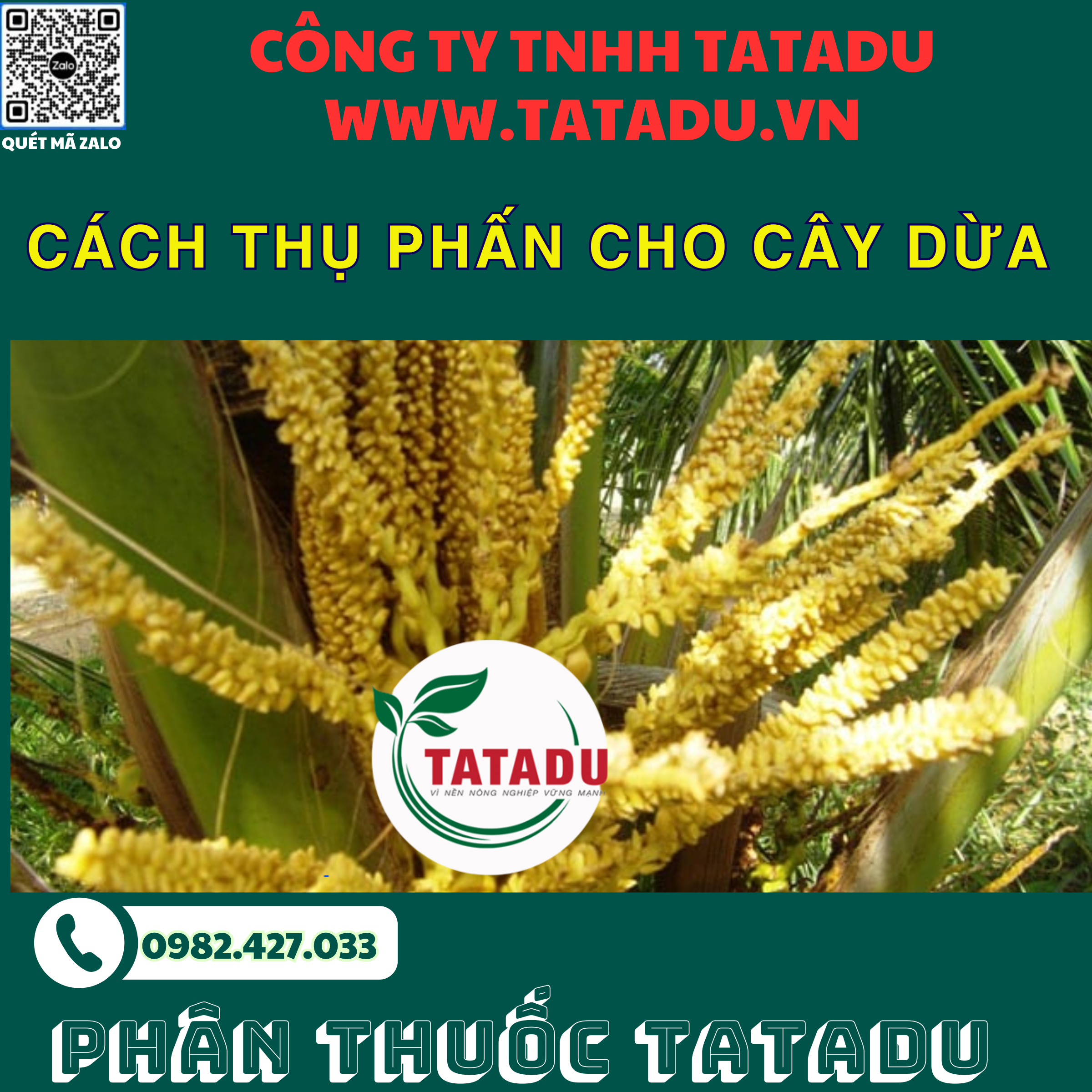 CACH THU PHAN CHO CAY DUA 1