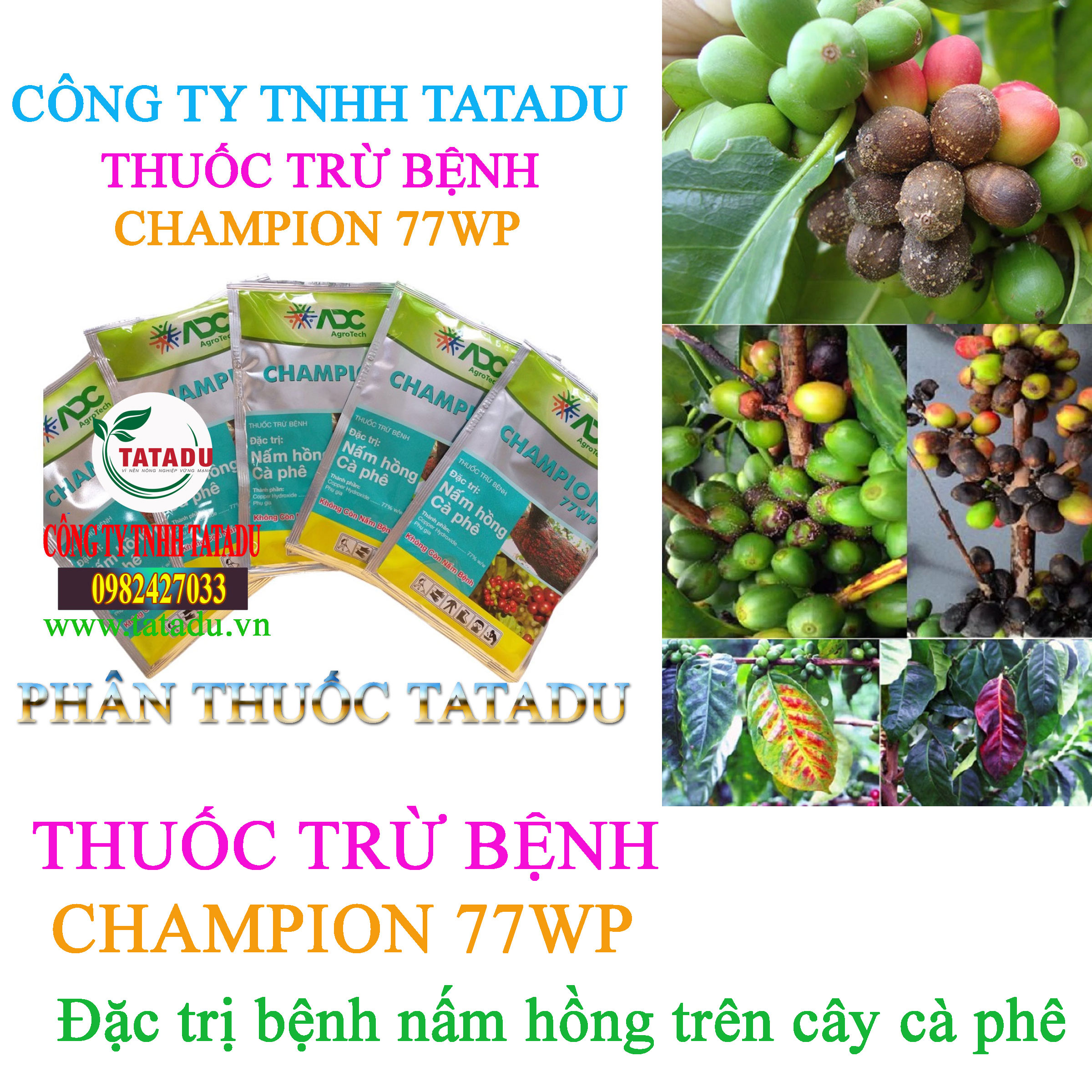 CHAMPION 77WP tru benh nam hong CHAMPION 77WP tru benh nam hong