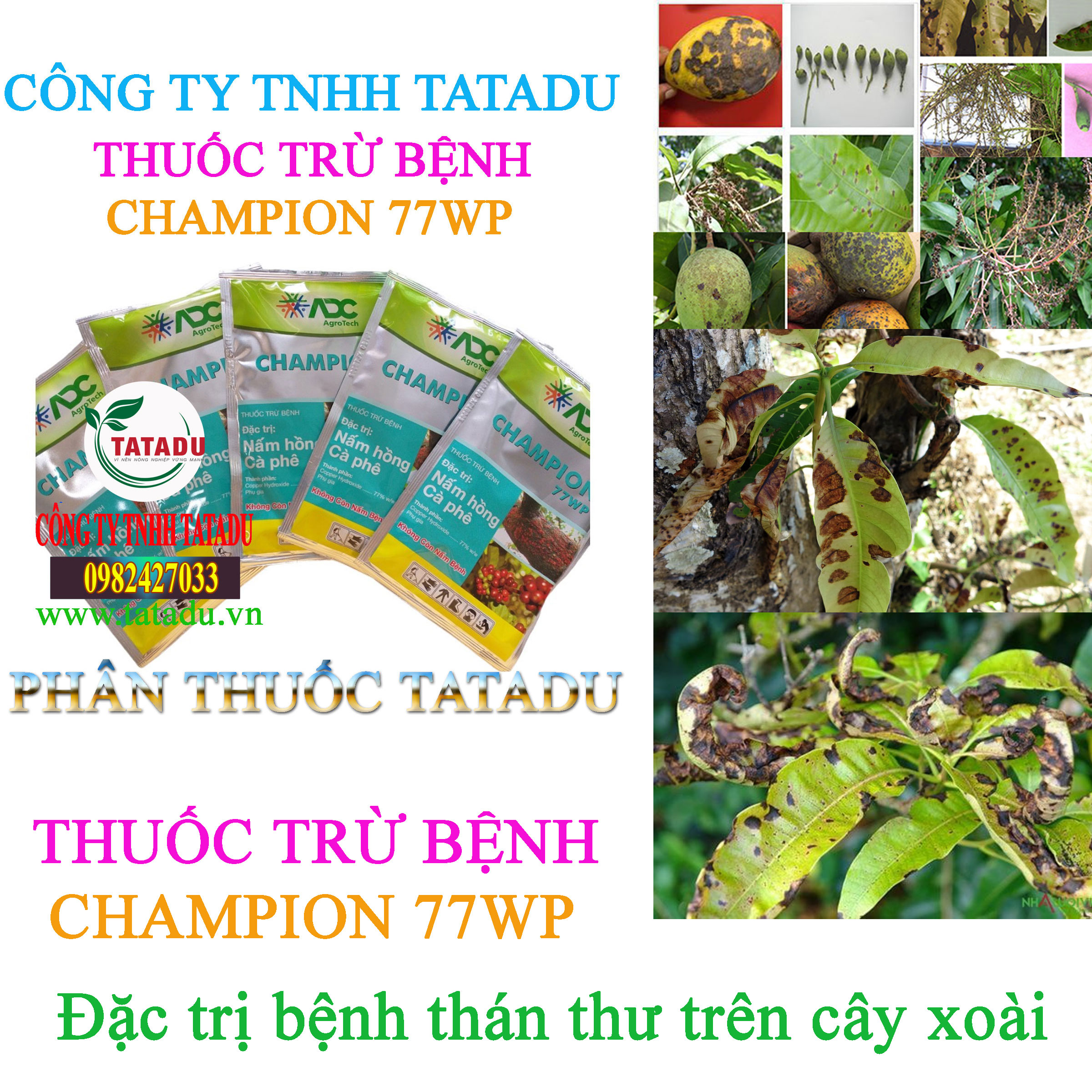 CHAMPION 77WP tru benh than thu xoai CHAMPION 77WP tru benh than thu xoai