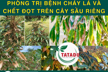 PHÒNG TRỊ BỆNH CHÁY LÁ VÀ CHẾT ĐỌT TRÊN CÂY SẦU RIÊNG