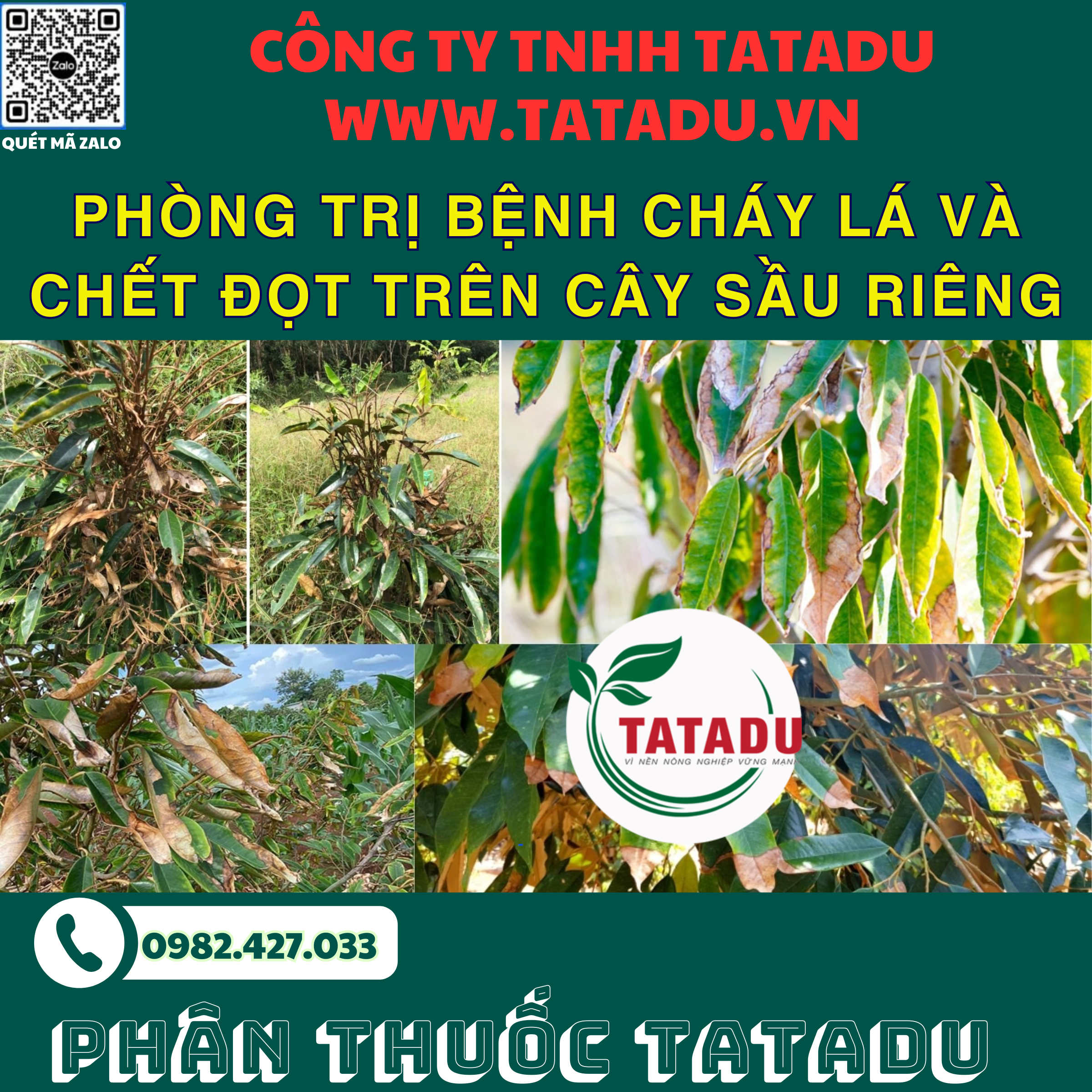 PHONG TRI BENH CHAY LA VA CHET DOT TREN CAY SAU RIENG