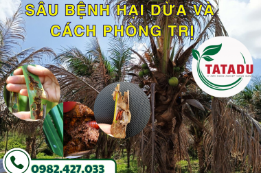 SÂU BỆNH HẠI DỪA VÀ CÁCH PHÒNG TRỊ