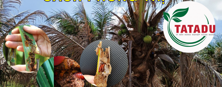 SAU BENH HAI DUA VA CACH PHONG TRI 1