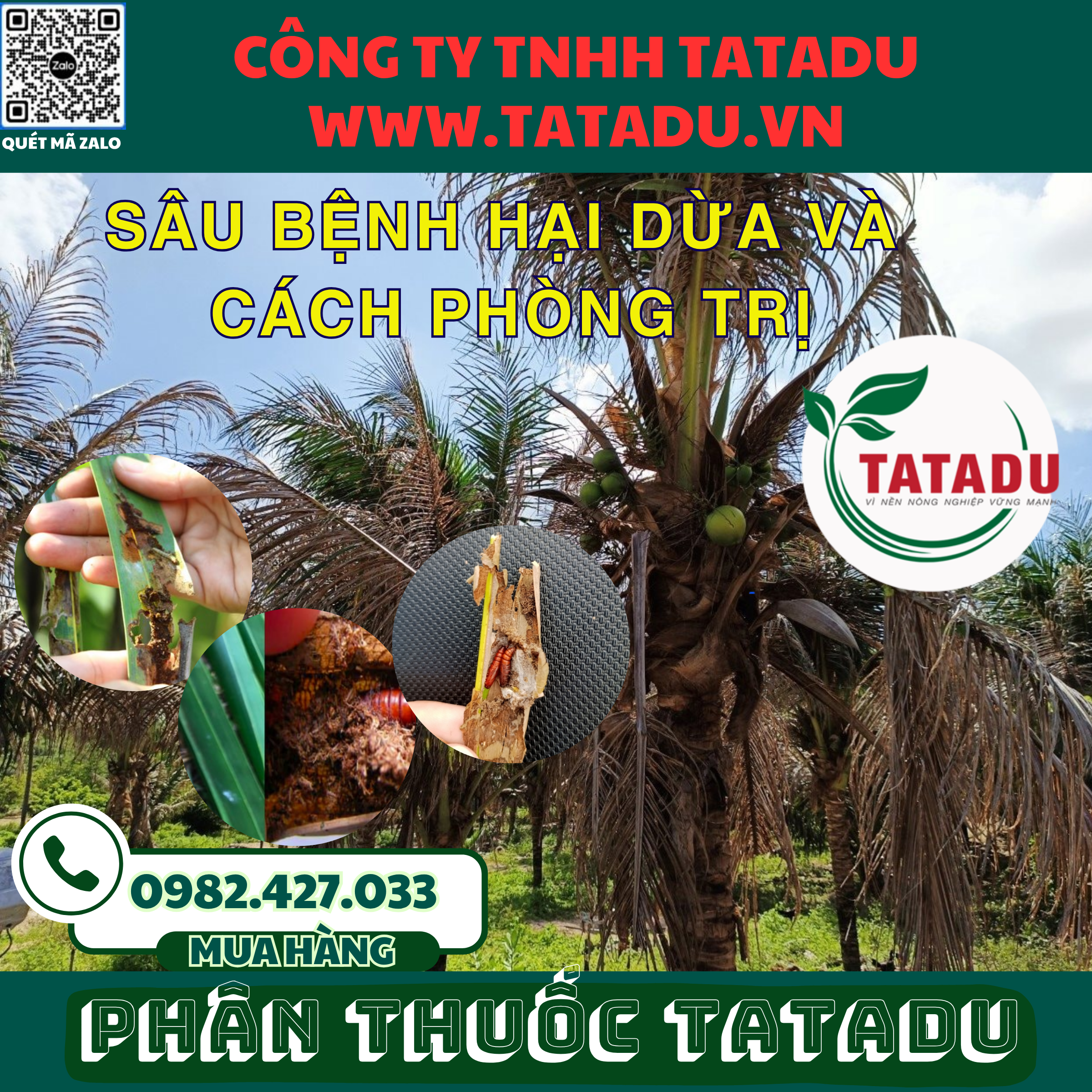 SAU BENH HAI DUA VA CACH PHONG TRI 1