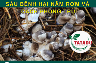 SÂU BỆNH HẠI NẤM RƠM VÀ CÁCH PHÒNG TRỪ